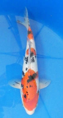 Sanke - 32cm Zchter Marukyu, geb 2024