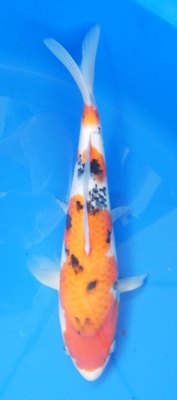 Sanke - 32cm Zchter Marukyu, geb 2024