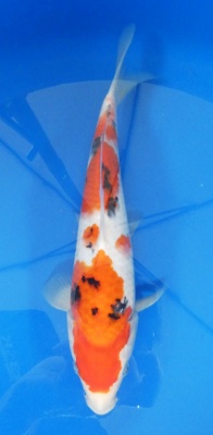 Sanke - 32cm Zchter Marukyu, geb 2024
