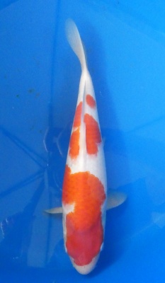 Kohaku - 37cm Zchter Marukyu, geb 2024