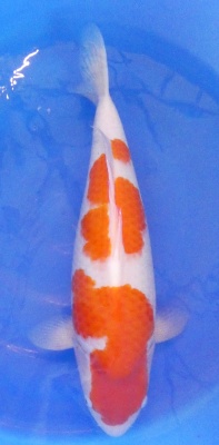 Kohaku - 53cm Züchter Maruyama, geb 2024