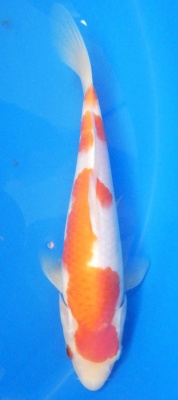 Kohaku - 29cm Zchter Marukyu, geb 2024