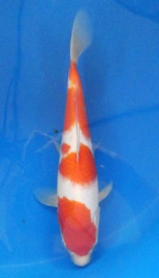 Kohaku - 30cm Zchter Marukyu, geb 2024