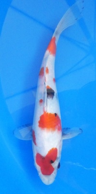 Showa - 24cm Zchter Sekiguchi, geb 2024