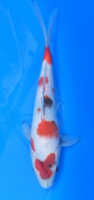 Showa - 24cm Zchter Sekiguchi, geb 2024