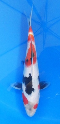 Showa - 26cm Zchter Sekiguchi, geb 2024