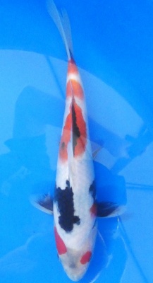 Showa - 26cm Zchter Sekiguchi, geb 2024