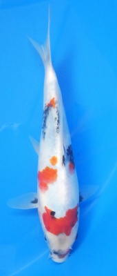Showa - 25cm Zchter Sekiguchi, geb 2024