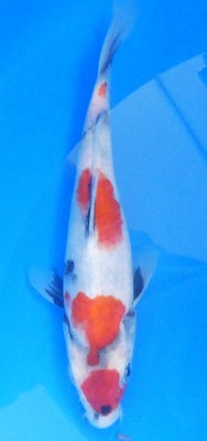 Showa - 24cm Zchter Sekiguchi, geb 2024