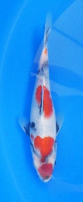 Showa - 24cm Zchter Sekiguchi, geb 2024