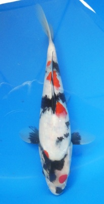 Showa - 25cm Zchter Sekiguchi, geb 2024