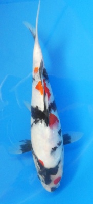Showa - 25cm Zchter Sekiguchi, geb 2024