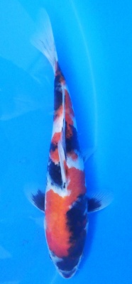 Showa - 25cm Züchter Sekiguchi, geb 2024
