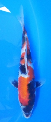 Showa - 25cm Züchter Sekiguchi, geb 2024