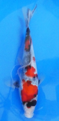 Showa - 24cm Zchter Sekiguchi, geb 2024