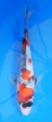 Showa - 24cm Zchter Sekiguchi, geb 2024