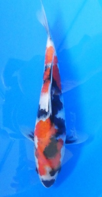 Showa - 25cm Zchter Sekiguchi, geb 2024
