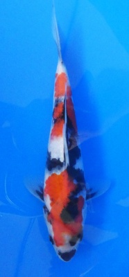Showa - 25cm Zchter Sekiguchi, geb 2024