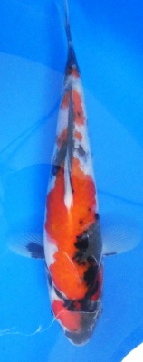 Showa - 26cm Zchter Sekiguchi, geb 2024
