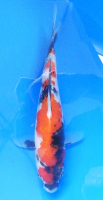 Showa - 26cm Zchter Sekiguchi, geb 2024