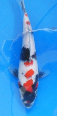 Showa - 26cm Zchter Sekiguchi, geb 2024
