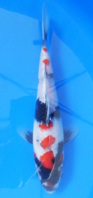Showa - 26cm Zchter Sekiguchi, geb 2024