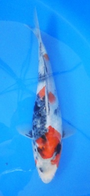 Showa - 24cm Zchter Sekiguchi, geb 2024