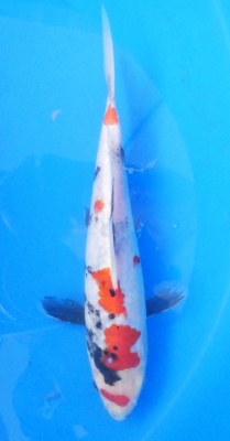 Showa - 25cm Zchter Sekiguchi, geb 2024