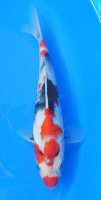Showa - 25cm Zchter Sekiguchi, geb 2024