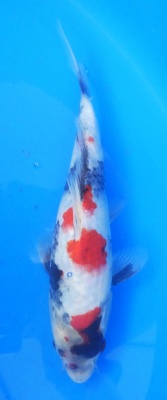 Showa - 25cm Zchter Sekiguchi, geb 2024