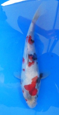 Showa - 25cm Zchter Sekiguchi, geb 2024