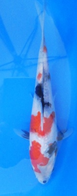 Showa - 25cm Zchter Sekiguchi, geb 2024