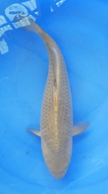 Chagoi - 45cm Züchter Hirasawa geb 2023