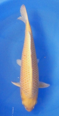 Yamabuki - 46cm Züchter Mano geb. 2022