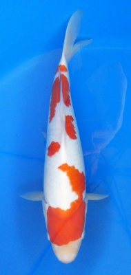 Kohaku - 35cm Züchter Hoshikin, geb 2025