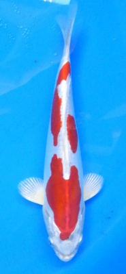 Kikusui - 22cm Züchter Yagenji, geb 2025