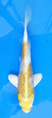 Hariwake - 16cm Züchter Tanaka Satoshi, geb 2025
