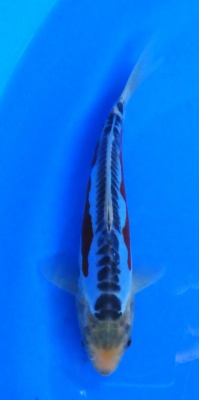 Shusui - 21cm Züchter Yagenji, geb 2025