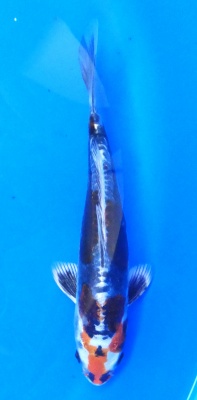 Kikokuryu - 24cm Züchter Yagenji, geb 2025