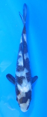 Shiro Utsuri - 17cm Züchter Yagenji, geb 2025