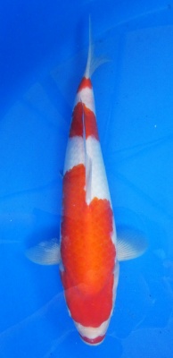Kuchibeni Kohaku - 34cm Züchter Hoshikin, geb 2025