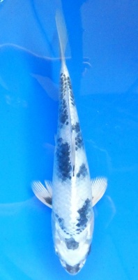 Gin Shiro Utsuri - 31cm Züchter Yagoro geb 2025