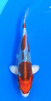 Kujaku - 30cm Züchter Yagoro geb 2025