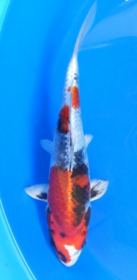 Kin Showa - 30cm Züchter Yagoro geb 2025