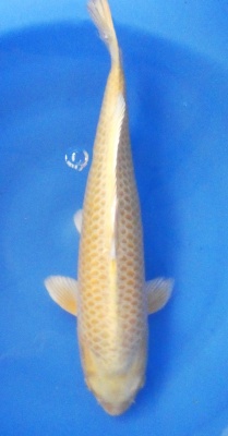 Yamabuki - 51cm Züchter Mano geb. 2022