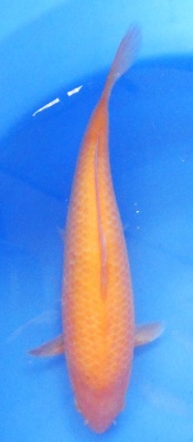 Red Karashigoi - 44cm  Züchter Marusei geb. 2019