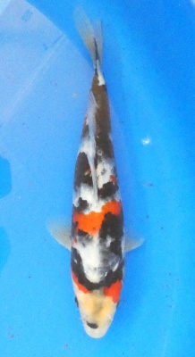 Showa - 24cm Züchter Yagenji, geb 2025