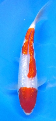 Ginrin Kohaku - 24cm Züchter Yagenji, geb 2025