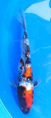 Ginrin Showa - 26cm Züchter Yagenji, geb 2025