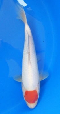 Tancho Kohaku - 33cm Züchter Hoshikin, geb 2025